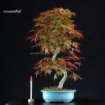 Acero palmato var. Deshojo