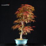 Acero palmato var. Deshojo - immagine 4
