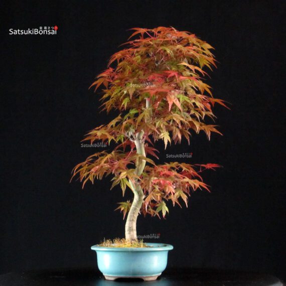 Acero palmato var. Deshojo - immagine 4