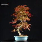 Acero palmato var. Deshojo - immagine 3