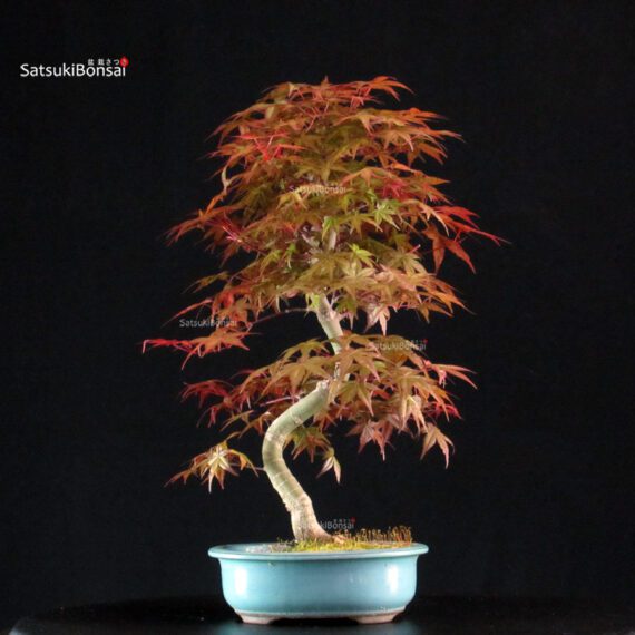 Acero palmato var. Deshojo - immagine 3
