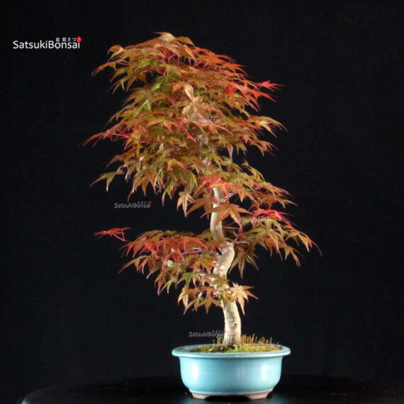 Acero palmato var. Deshojo - immagine 2