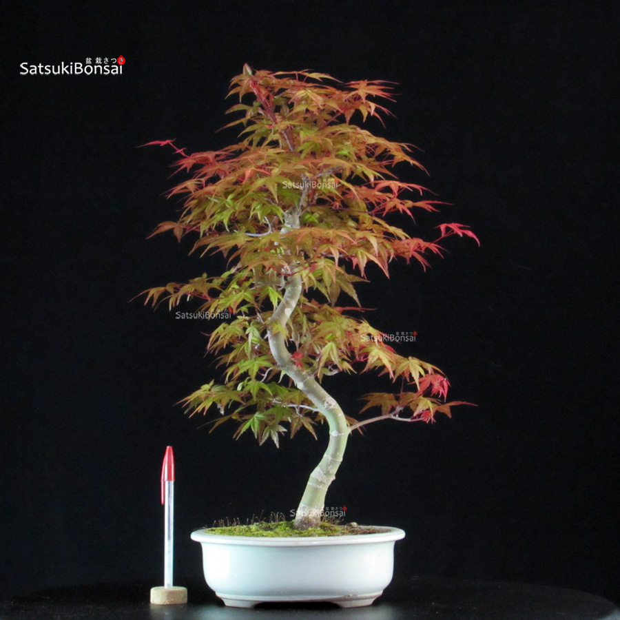 6083_1-Acer palmatum Deshojo Acero palmato var. Deshojo - immagine 1
