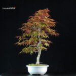 Acero palmato var. Deshojo - immagine 4