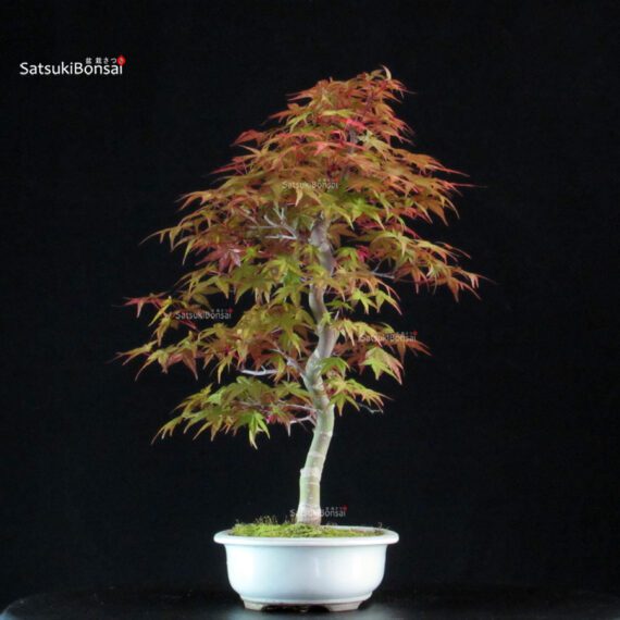 Acero palmato var. Deshojo - immagine 4