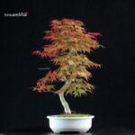 Acero palmato var. Deshojo - immagine 3