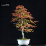 Acero palmato var. Deshojo - immagine 2