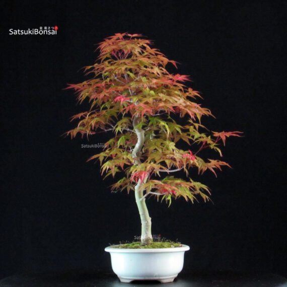 Acero palmato var. Deshojo - immagine 2