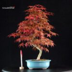 Acero palmato var. Deshojo