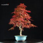 Acero palmato var. Deshojo - immagine 4