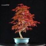 Acero palmato var. Deshojo - immagine 3