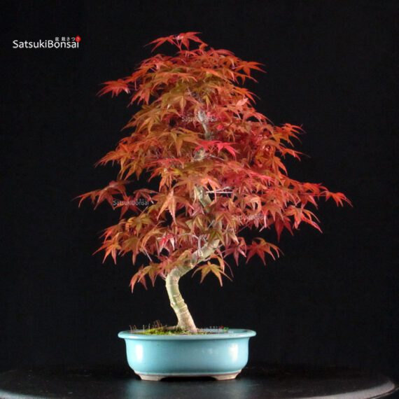 Acero palmato var. Deshojo - immagine 3