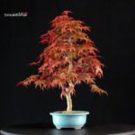Acero palmato var. Deshojo - immagine 2