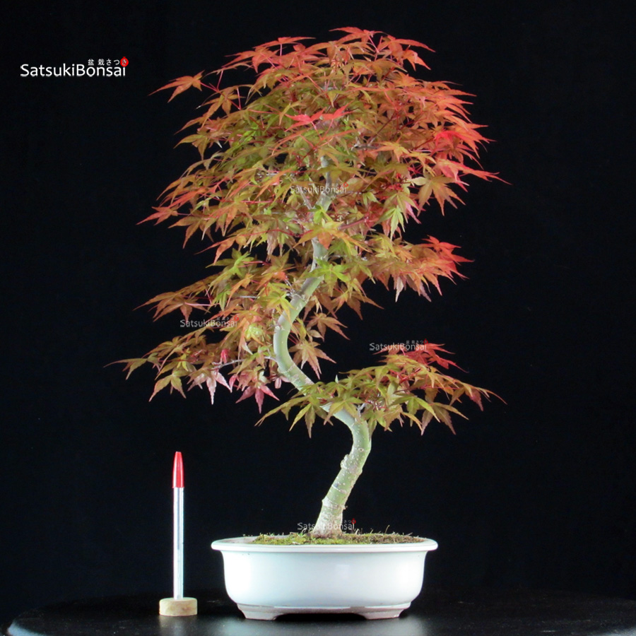 6085_1-Acer palmatum Deshojo Acero palmato var. Deshojo - immagine 1