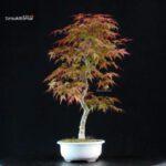 Acero palmato var. Deshojo - immagine 4