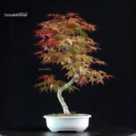 Acero palmato var. Deshojo - immagine 3