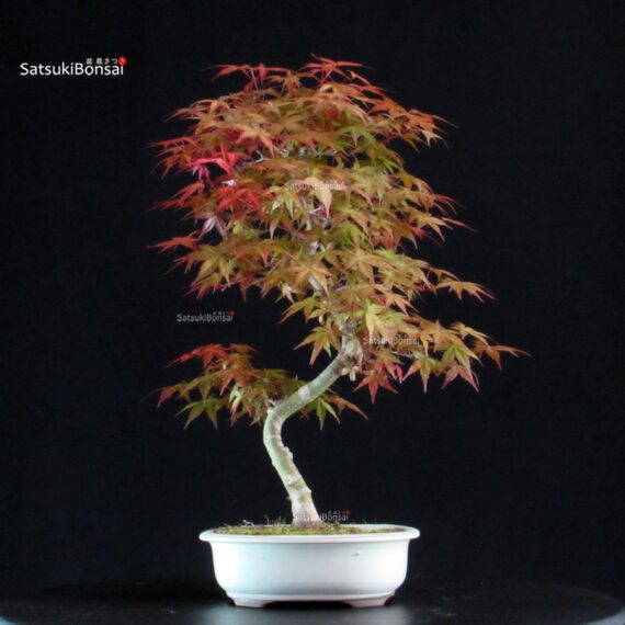 Acero palmato var. Deshojo - immagine 3