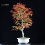 Acero palmato var. Deshojo - immagine 2