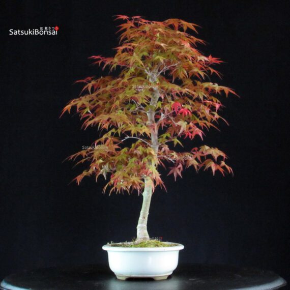 Acero palmato var. Deshojo - immagine 4