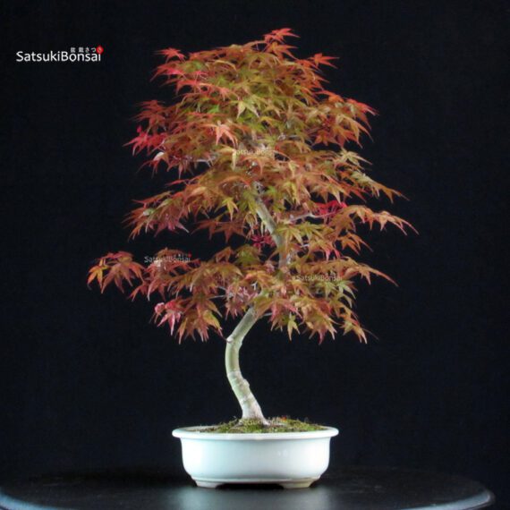 Acero palmato var. Deshojo - immagine 3