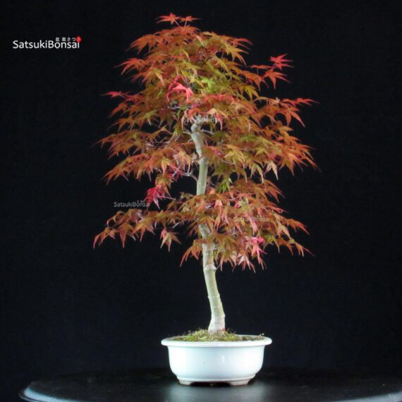 Acero palmato var. Deshojo - immagine 2
