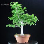 Fagus Crenata - Faggio - Buna - immagine 2