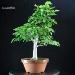 Fagus Crenata - Faggio - Buna