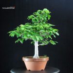 Fagus Crenata - Faggio - Buna - immagine 3