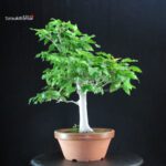 Fagus Crenata - Faggio - Buna - immagine 4