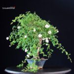 Rosa Spp. - immagine 5