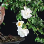 Rosa Spp. - immagine 2