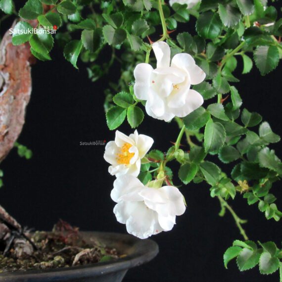 Rosa Spp. - immagine 2