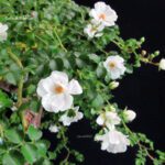 Rosa Spp. - immagine 7