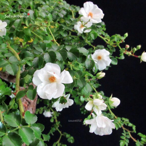Rosa Spp. - immagine 7