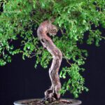 Rosa Spp. - immagine 8