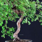 Rosa Spp. - immagine 9
