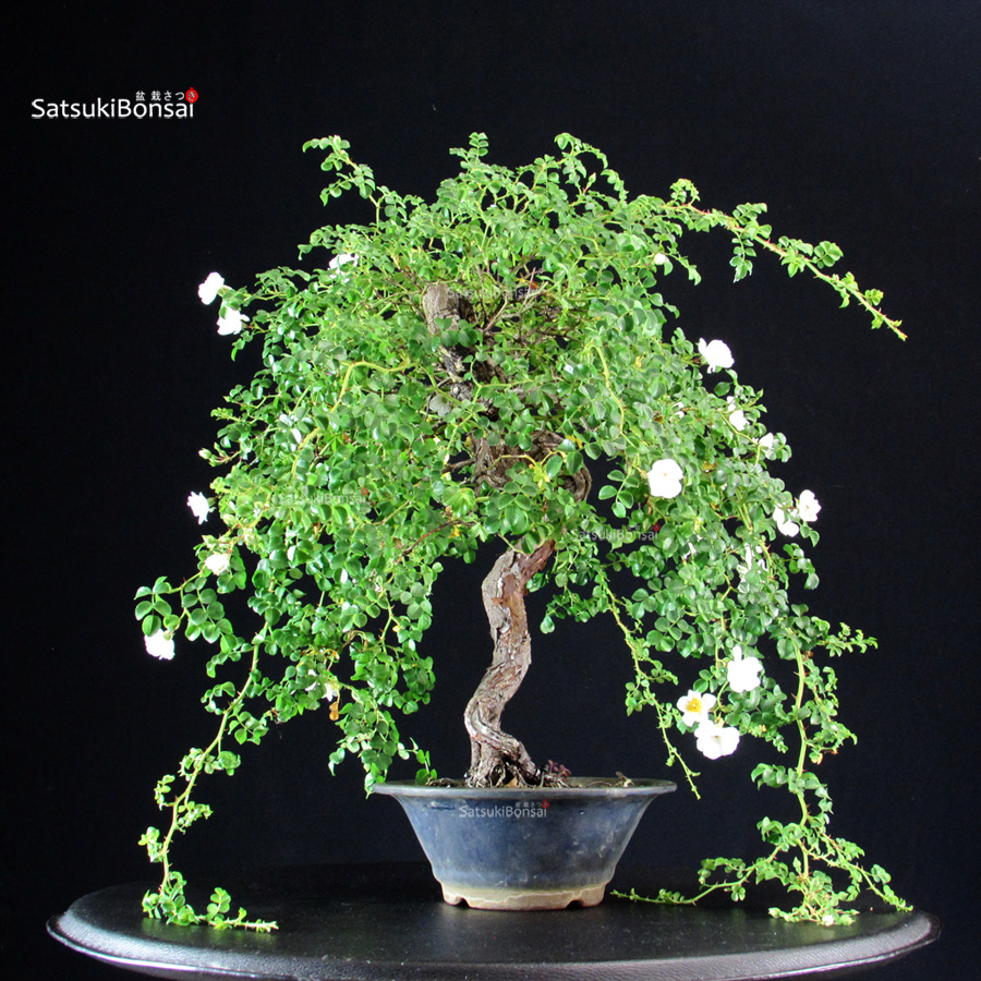 6234_7-Rosa Rosa Spp. - immagine 1