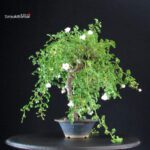 Rosa Spp. - immagine 3