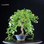 Rosa Spp. - immagine 4