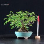 Rosa Sansho - immagine 4