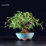 Rosa Sansho - immagine 5