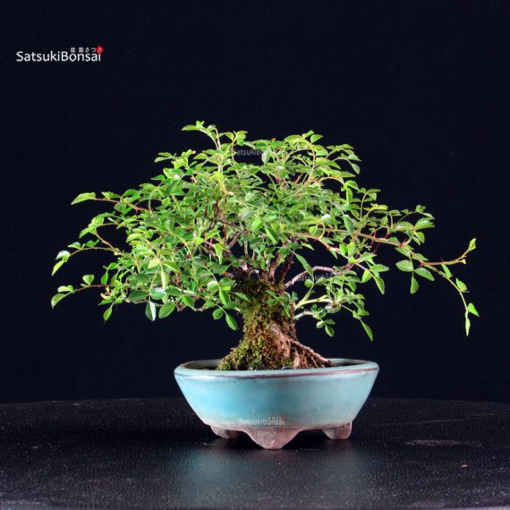 Rosa Sansho - immagine 5