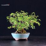 Rosa Sansho - immagine 6