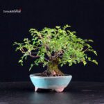 Rosa Sansho - immagine 7