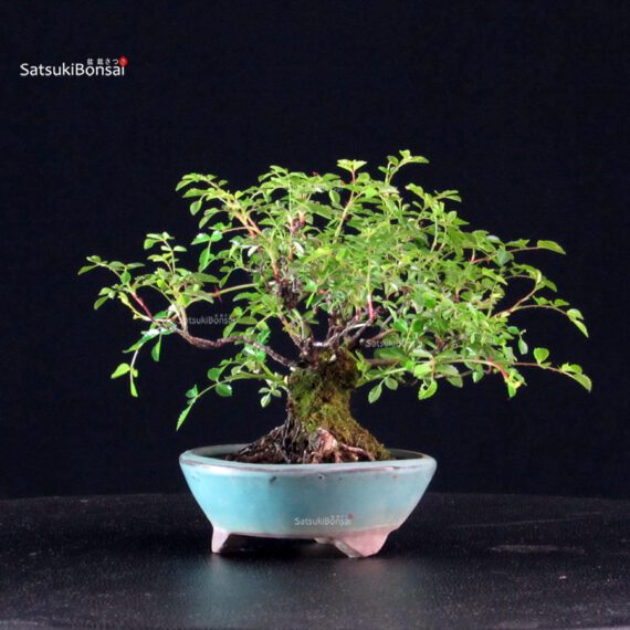 Rosa Sansho - immagine 7