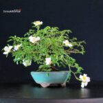 Rosa Sansho