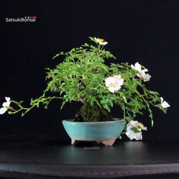 Rosa Sansho - immagine 3
