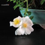Rosa Sansho - immagine 2