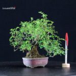 Rosa Sansho