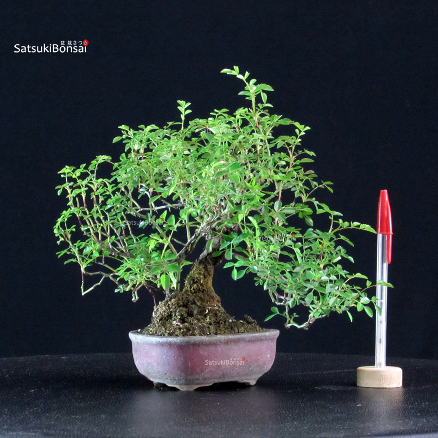 6250_1-Rosa-Sansho Rosa Sansho - immagine 1